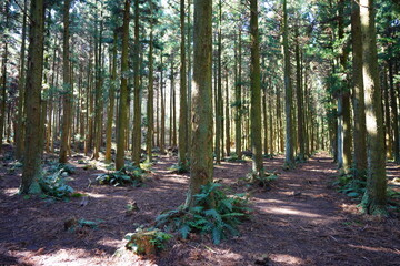 cedar forest in the gleaming sunlight
