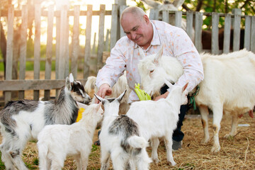 Farmer with goats. An elderly man is engaged in animal husbandry, works on a farm, feeds livestock.