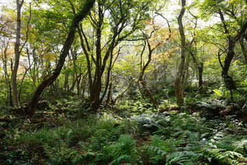 autumn forest in the refreshing sunlight