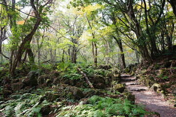 autumn forest with path