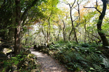 autumn forest with path