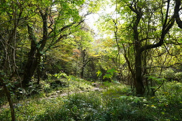 Fototapeta na wymiar autumn forest in the refreshing sunlight