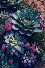 Succulent plants on a desert