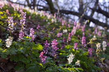 Hollow smokestack (Corydalis cava), spring forest, Southern Moravia, Czech Republic