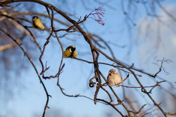 A beautiful little blue bird sits on a branch in winter and flies for food. Other birds are also sitting on the branches.