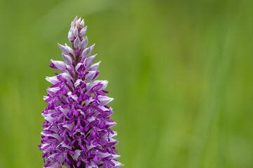 wild orchid in White Carpathian Mountains, Czech Republic