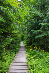 pathway to Velke Mechove Jezirko, Jeseniky Mountains, Czech Republic