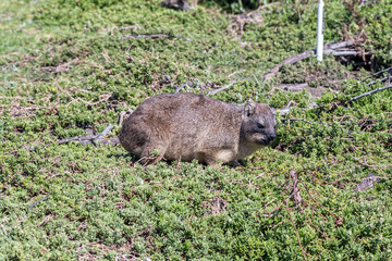 Rock Hyrax basking in the sun