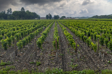 Fototapeta na wymiar Typical vineyards near Chateau Lagrange, Bordeaux, Aquitaine, France