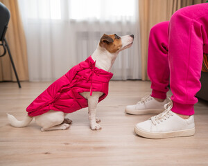 Jack Russell Terrier dog dressed in a pink jacket at the feet of the hostess in the apartment. 