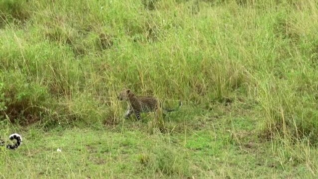 Tracking shot of a leopard and its cub navigating through the tall grass in Tanzania