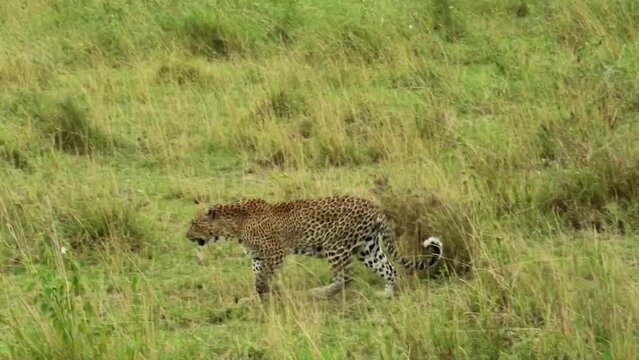 Tracking shot of a leopard walking with its cube which stops to scratch itself with its paw