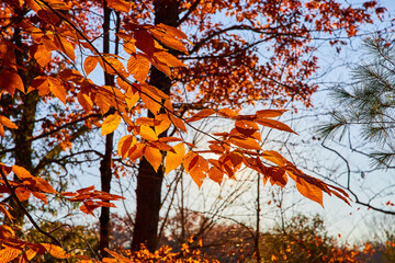 Detail of orange leaves on forest trees in detail of late fall