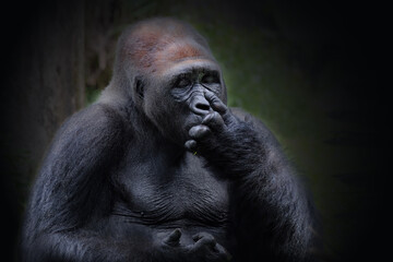 Gorila