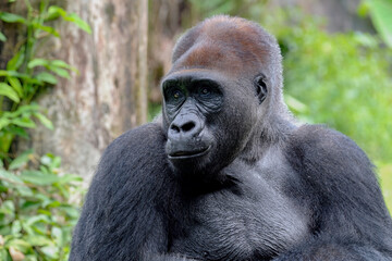 Obraz premium Gorila