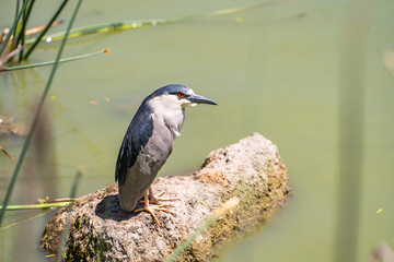 Black-crowned night heron (Nycticorax nycticorax) stands on the shore of a lake.
