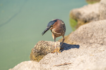 Green heron (Butorides striatus) walking along the lake shore.