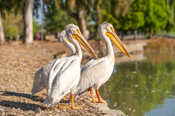 Three white American pelicans stand on the shore of Lake Elizabeth in Fremont Central Park.