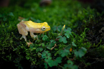 Two golden dwarf tree frog Feihyla vittiger on mossy swamp with bokeh background 