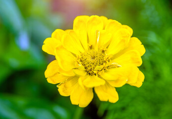 Yellow zinnia on a green natural background