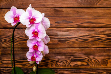 A branch of purple orchids on a brown wooden background
