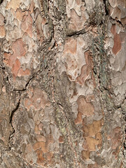 Pine tree bark. Texture