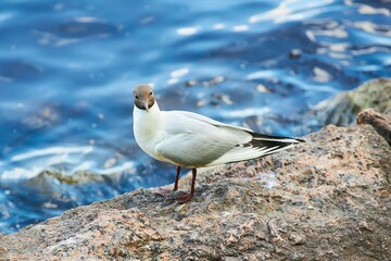 The seagull bird is sitting on the fence by the water.