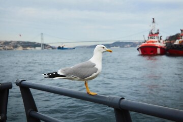 The seagull bird is sitting on the fence by the water.