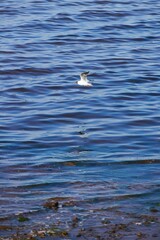 The seagull bird flies against the background of sea or ocean water.