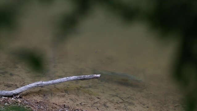 large mouth bass fish in freshwater lake
