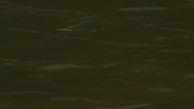 large mouth bass fish in freshwater lake