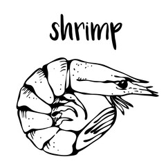Shrimp isolated on white background, vector