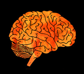 Human brain, hand drawn watercolor illustration