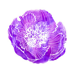 Peony watercolor flower isolated