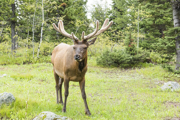 Naklejka na ściany i meble Young elk in Grand Tetons