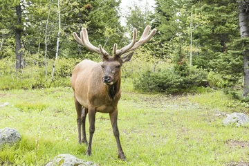 Fotobehang Young elk in Grand Tetons © Fyle
