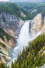 Foto op Plexiglas Lower Falls in Yellowstone © Fyle