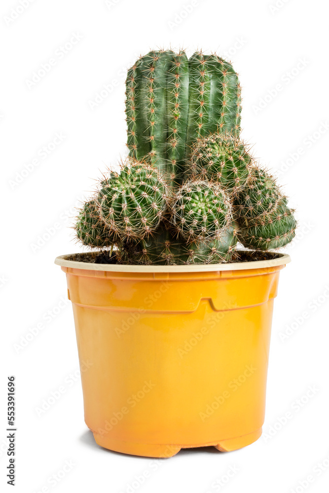 Wall mural Potted cactus isolated