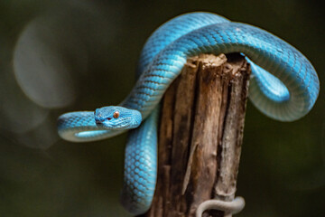 Blue Viper Snake in close up