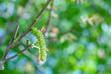 Walnuts blossoms tree in spring light garden close up, selective focus