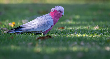 Close up of a rose breasted Galah or Cockatoo on the ground in Australian bush