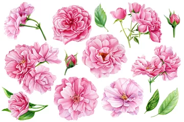 Keuken spatwand met foto set pink rose, beautiful flower on an isolated white background, watercolor illustration, botanical painting © Hanna