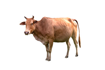 Cow beef is an agricultural commodity standing sideways and isolated on white or transparent background. Idea: Photo of cattle animal. - obrazy, fototapety, plakaty