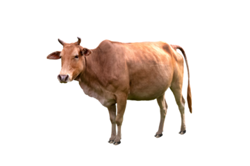 Cow beef is an agricultural commodity standing sideways and isolated on white or transparent background. Idea: Photo of cattle animal.