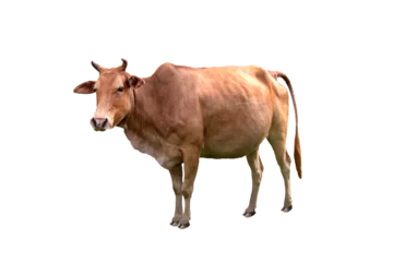 Fotobehang Cow beef is an agricultural commodity standing sideways and isolated on white or transparent background. Idea: Photo of cattle animal. © D.APIWAT