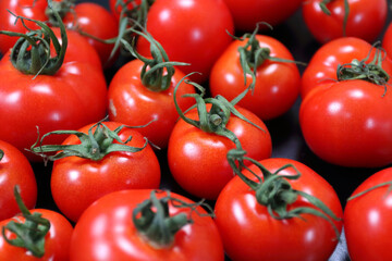 畑で採れたて新鮮トマトが並ぶ