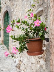 Fototapeta na wymiar pink flowers in the courtyard in a beautiful summer day