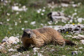 Marmot among the rocks in the Vercors, France