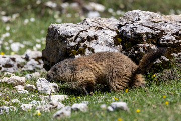 Marmot among the rocks in the Vercors, France
