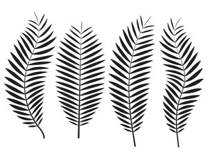 Vector EPS. Set of black palm leaves. white background. Shrub silhouette pattern